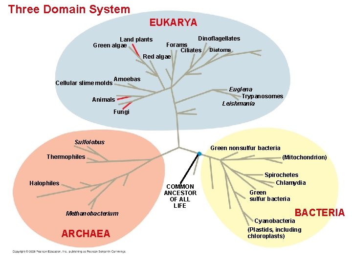 Three Domain System EUKARYA Dinoflagellates Forams Ciliates Diatoms Red algae Land plants Green algae