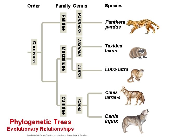 Order Family Genus Panthera pardus Taxidea taxus Lutra Mustelidae Lutra lutra Canis Canidae Evolutionary