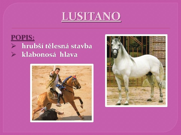 LUSITANO POPIS: Ø hrubší tělesná stavba Ø klabonosá hlava 