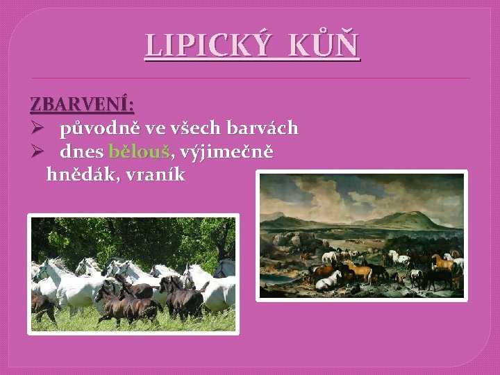 LIPICKÝ KŮŇ ZBARVENÍ: Ø původně ve všech barvách Ø dnes bělouš, výjimečně hnědák, vraník