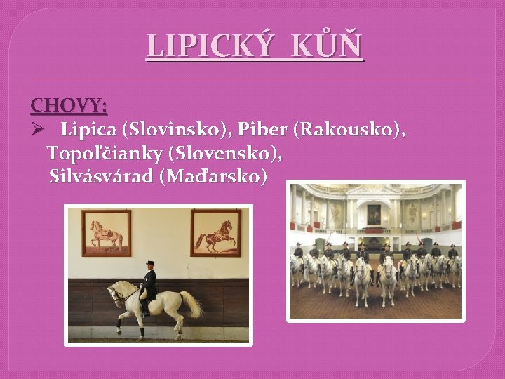 LIPICKÝ KŮŇ CHOVY: Ø Lipica (Slovinsko), Piber (Rakousko), Topoľčianky (Slovensko), Silvásvárad (Maďarsko) 