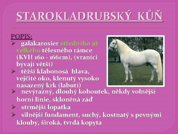 STAROKLADRUBSKÝ KŮŇ POPIS: Ø galakarosier středního až velkého tělesného rámce (KVH 160 - 166