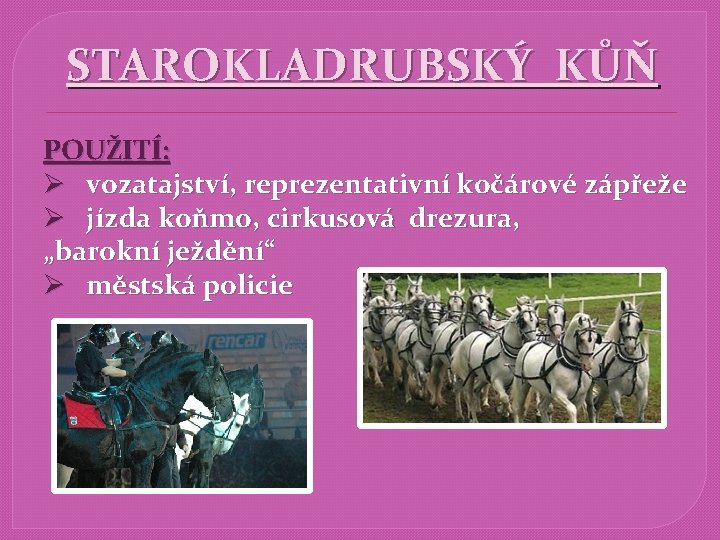 STAROKLADRUBSKÝ KŮŇ POUŽITÍ: Ø vozatajství, reprezentativní kočárové zápřeže Ø jízda koňmo, cirkusová drezura, „barokní