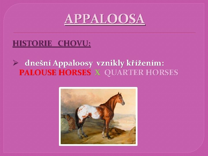 APPALOOSA HISTORIE CHOVU: Ø dnešní Appaloosy vznikly křížením: PALOUSE HORSES X QUARTER HORSES 