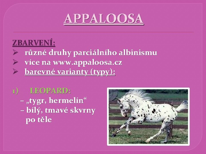 APPALOOSA ZBARVENÍ: Ø různé druhy parciálního albinismu Ø více na www. appaloosa. cz Ø
