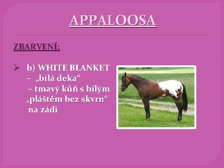 APPALOOSA ZBARVENÍ: Ø b) WHITE BLANKET – „bílá deka“ – tmavý kůň s bílým