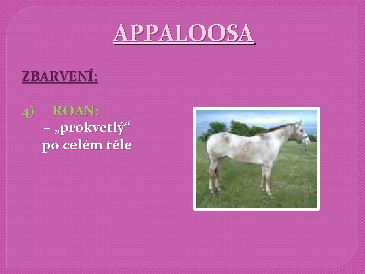 APPALOOSA ZBARVENÍ: 4) ROAN: – „prokvetlý“ po celém těle 