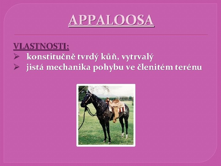 APPALOOSA VLASTNOSTI: Ø konstitučně tvrdý kůň, vytrvalý Ø jistá mechanika pohybu ve členitém terénu