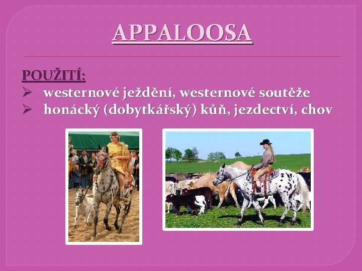 APPALOOSA POUŽITÍ: Ø westernové ježdění, westernové soutěže Ø honácký (dobytkářský) kůň, jezdectví, chov 