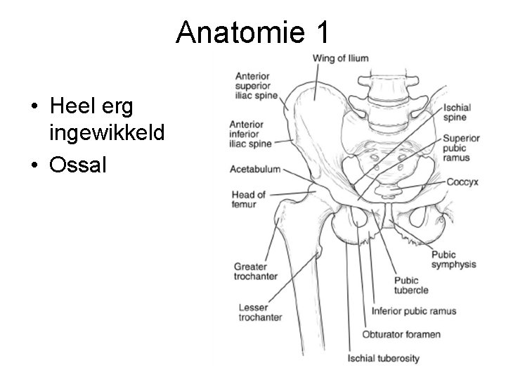 Anatomie 1 • Heel erg ingewikkeld • Ossal 