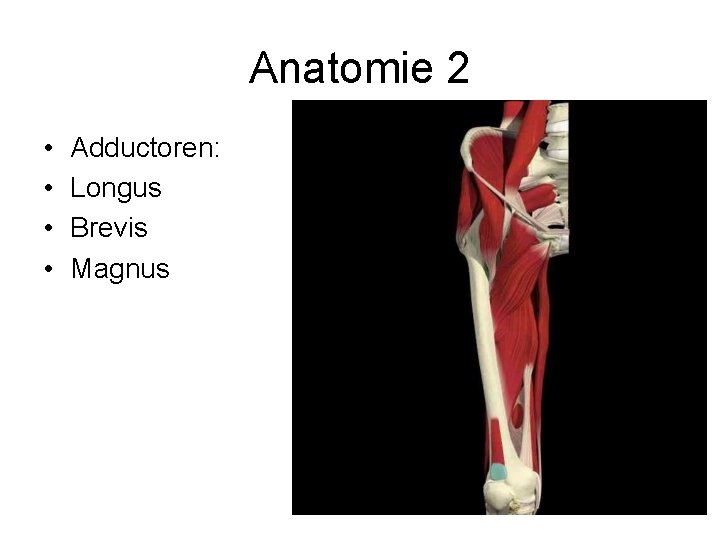 Anatomie 2 • • Adductoren: Longus Brevis Magnus 