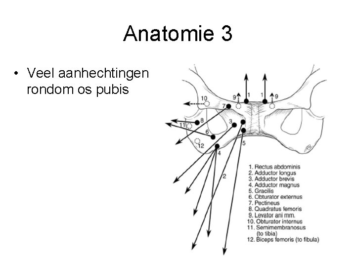 Anatomie 3 • Veel aanhechtingen rondom os pubis 
