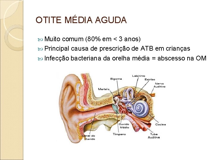 OTITE MÉDIA AGUDA Muito comum (80% em < 3 anos) Principal causa de prescrição