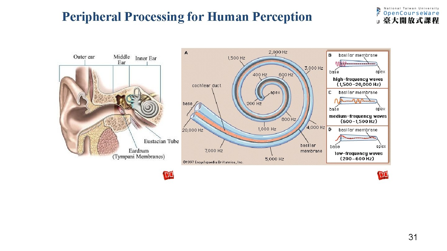 Peripheral Processing for Human Perception 31 