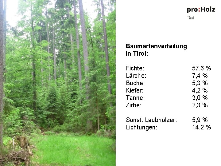 Baumartenverteilung In Tirol: Fichte: Lärche: Buche: Kiefer: Tanne: Zirbe: 57, 6 % 7, 4