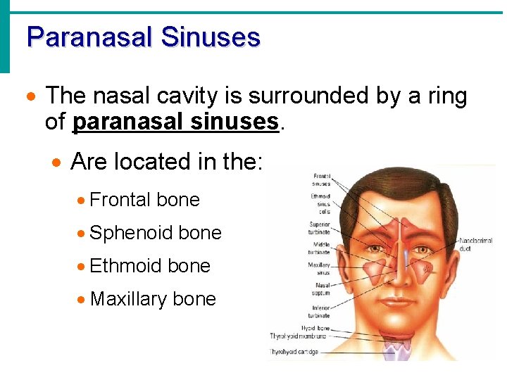 Paranasal Sinuses · The nasal cavity is surrounded by a ring of paranasal sinuses.