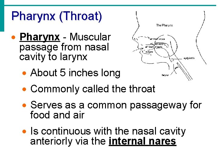 Pharynx (Throat) · Pharynx - Muscular passage from nasal cavity to larynx · About Pharynx (Throat) · Pharynx - Muscular passage from nasal cavity to larynx · About