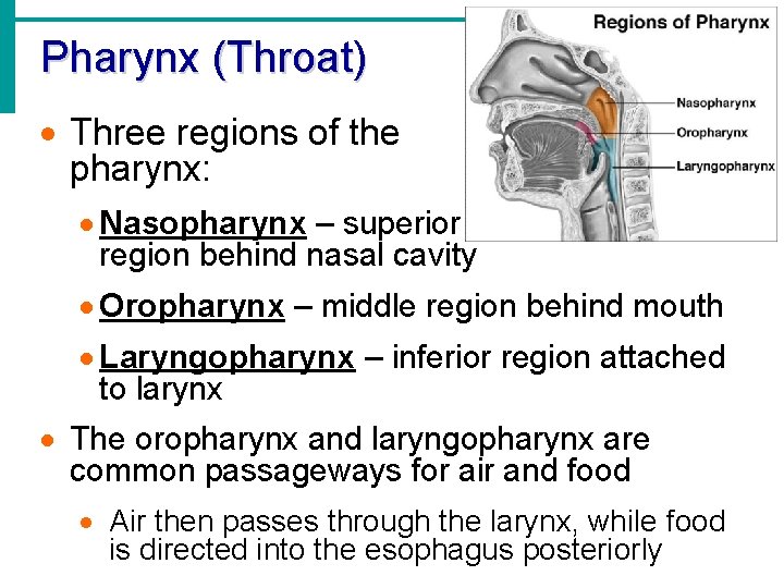 Pharynx (Throat) · Three regions of the pharynx: · Nasopharynx – superior region behind