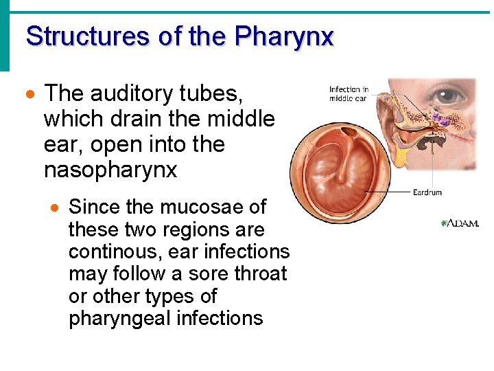 Structures of the Pharynx · The auditory tubes, which drain the middle ear, open