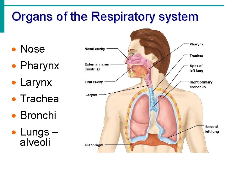 Organs of the Respiratory system · Nose · Pharynx · Larynx · Trachea ·