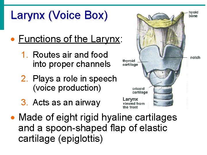 Larynx (Voice Box) · Functions of the Larynx: 1. Routes air and food into