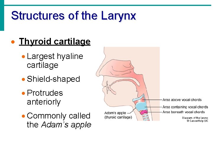 Structures of the Larynx · Thyroid cartilage · Largest hyaline cartilage · Shield-shaped ·