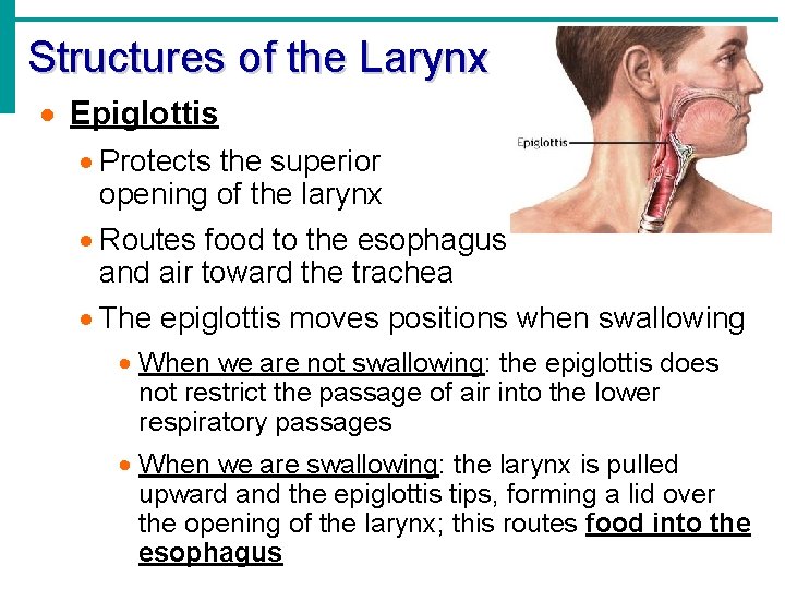 Structures of the Larynx · Epiglottis · Protects the superior opening of the larynx
