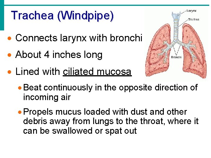 Trachea (Windpipe) · Connects larynx with bronchi · About 4 inches long · Lined