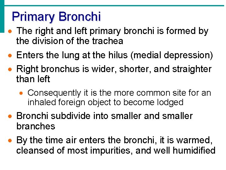 Primary Bronchi · The right and left primary bronchi is formed by the division