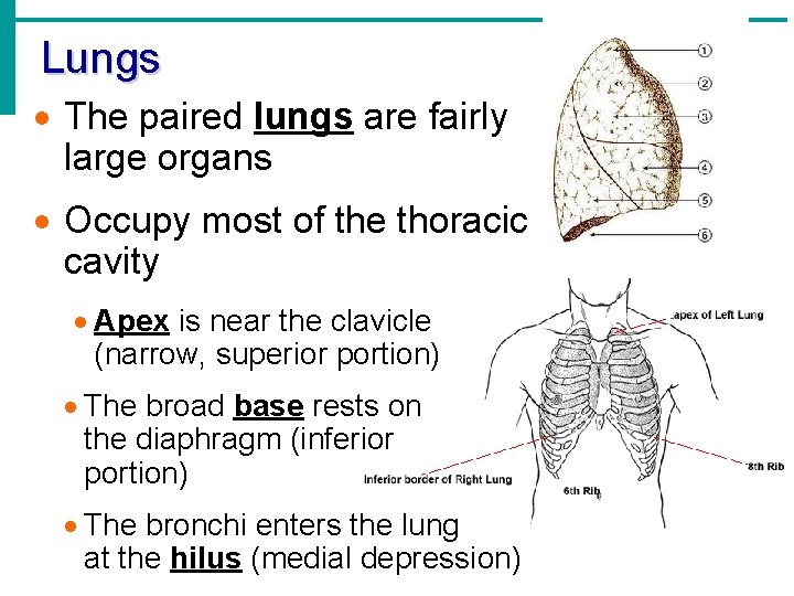 Lungs · The paired lungs are fairly large organs · Occupy most of the