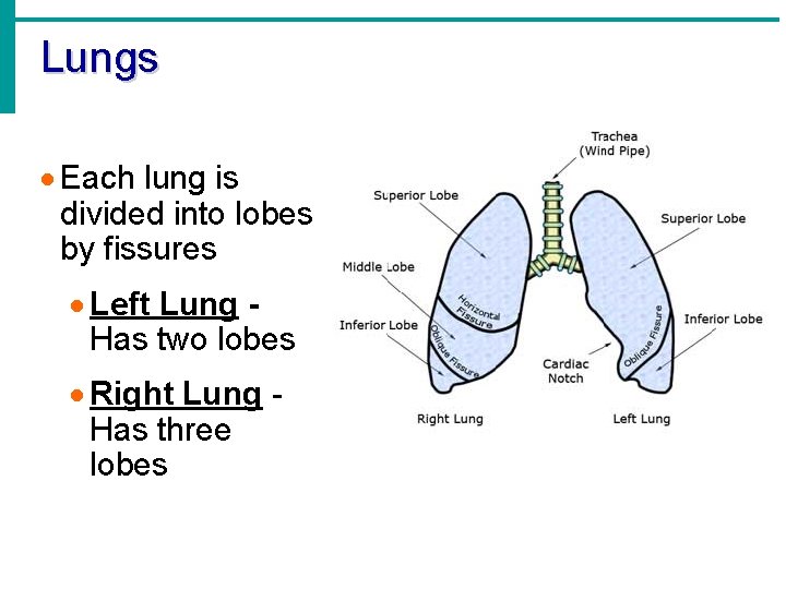 Lungs · Each lung is divided into lobes by fissures · Left Lung Has