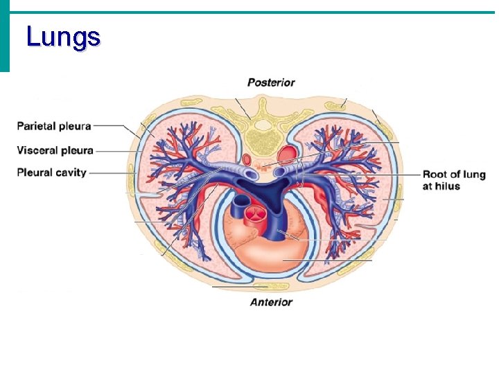 Lungs 