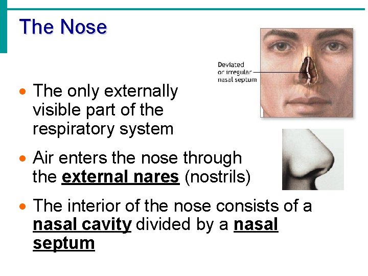 The Nose · The only externally visible part of the respiratory system · Air