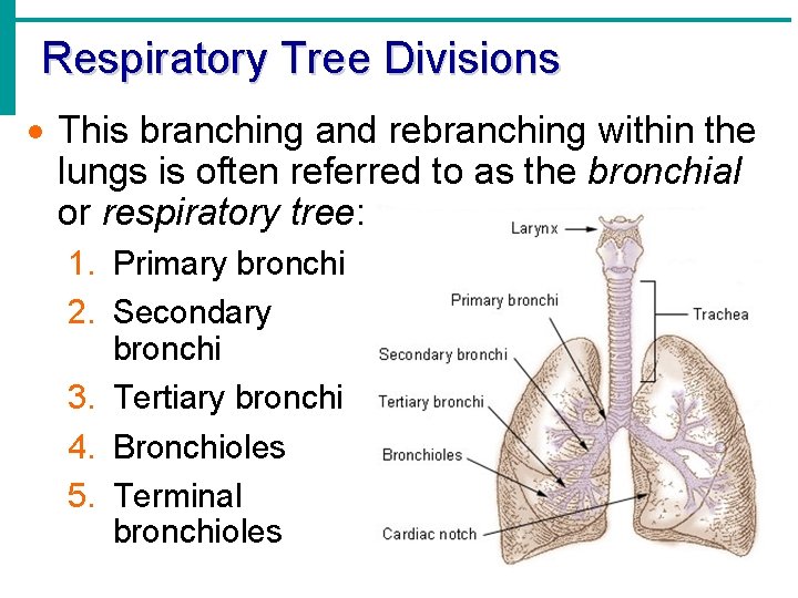 Respiratory Tree Divisions · This branching and rebranching within the lungs is often referred