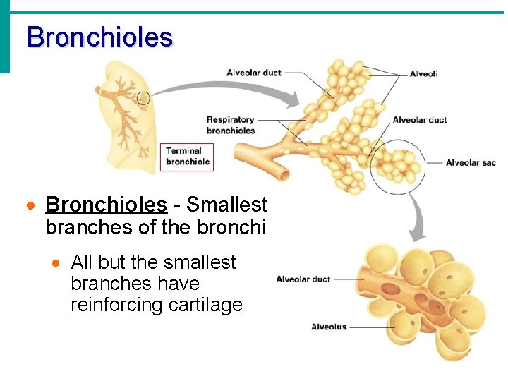 Bronchioles · Bronchioles - Smallest branches of the bronchi · All but the smallest