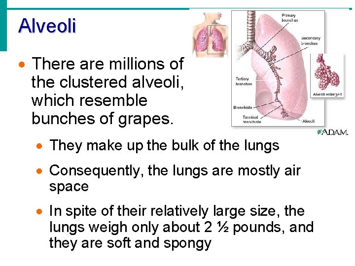 Alveoli · There are millions of the clustered alveoli, which resemble bunches of grapes.