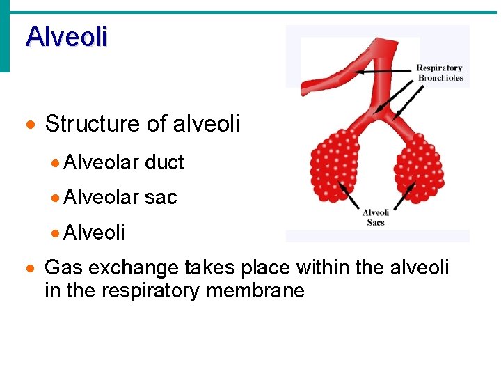 Alveoli · Structure of alveoli · Alveolar duct · Alveolar sac · Alveoli ·