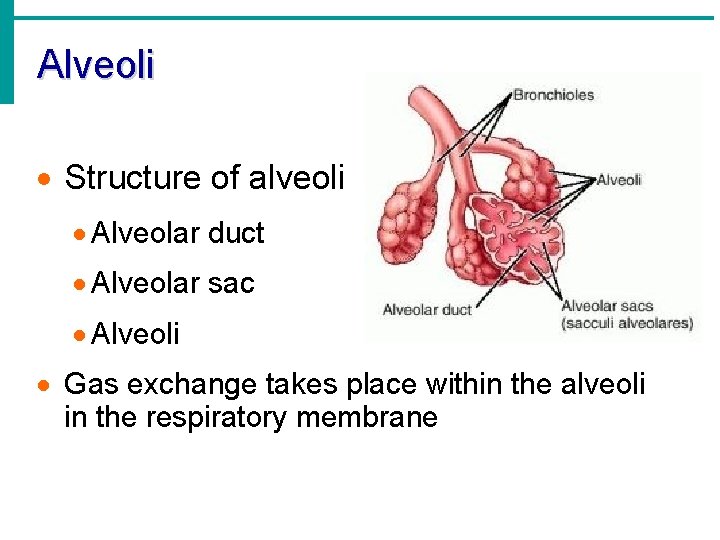 Alveoli · Structure of alveoli · Alveolar duct · Alveolar sac · Alveoli ·