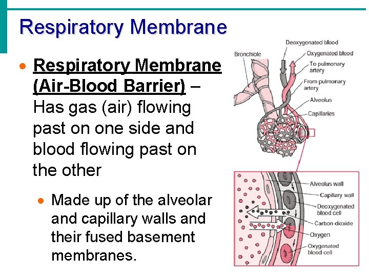 Respiratory Membrane · Respiratory Membrane (Air-Blood Barrier) – Has gas (air) flowing past on