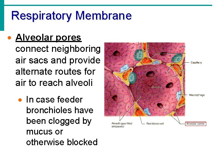 Respiratory Membrane · Alveolar pores connect neighboring air sacs and provide alternate routes for