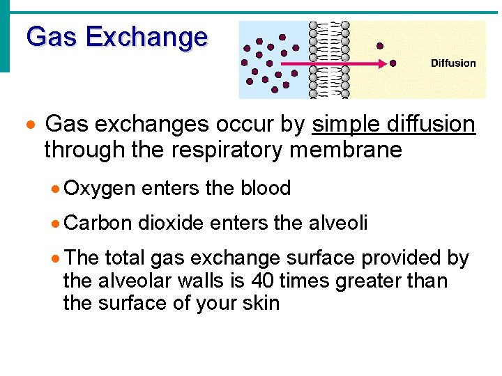 Gas Exchange · Gas exchanges occur by simple diffusion through the respiratory membrane ·