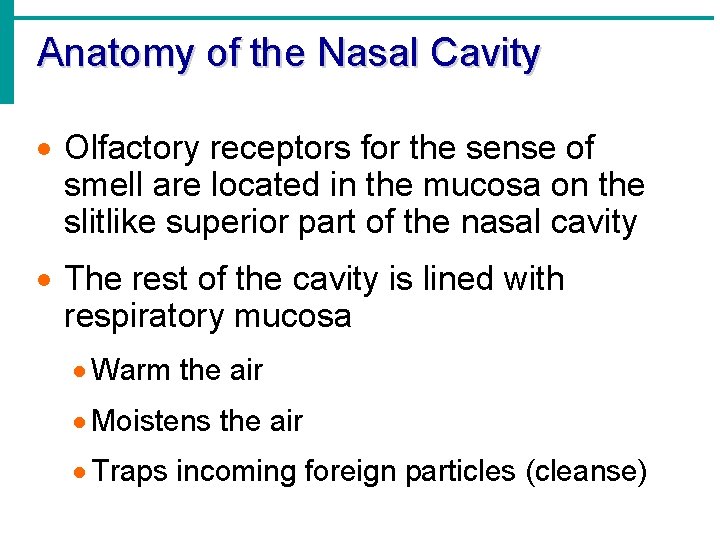 Anatomy of the Nasal Cavity · Olfactory receptors for the sense of smell are