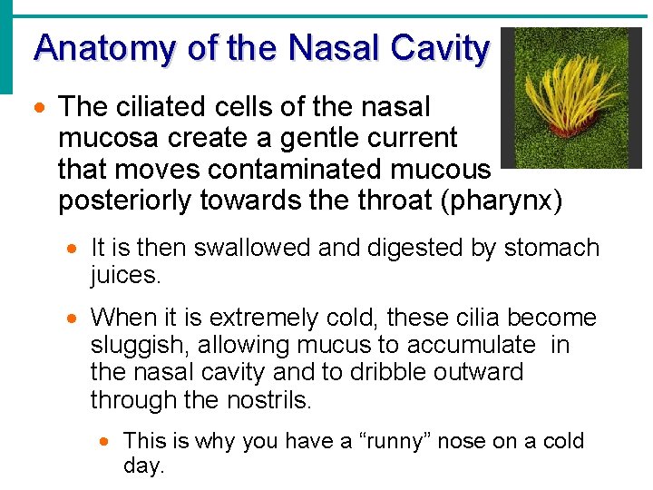 Anatomy of the Nasal Cavity · The ciliated cells of the nasal mucosa create
