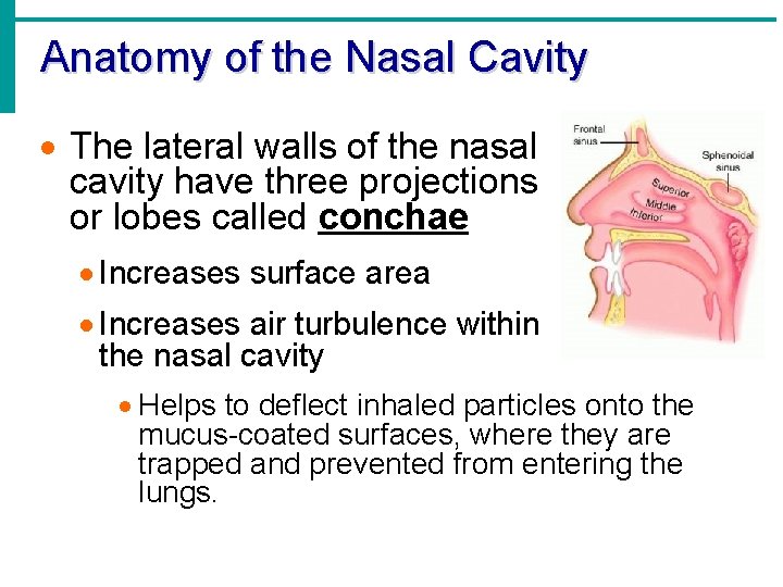 Anatomy of the Nasal Cavity · The lateral walls of the nasal cavity have