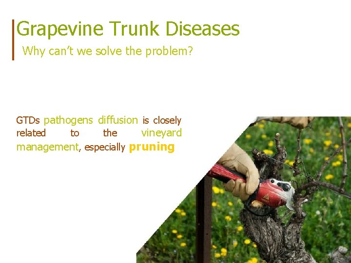 Grapevine Trunk Diseases Why can’t we solve the problem? GTDs pathogens diffusion is closely