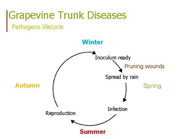 Grapevine Trunk Diseases Pathogens lifecycle Winter Inoculum ready Pruning wounds Spread by rain Autumn
