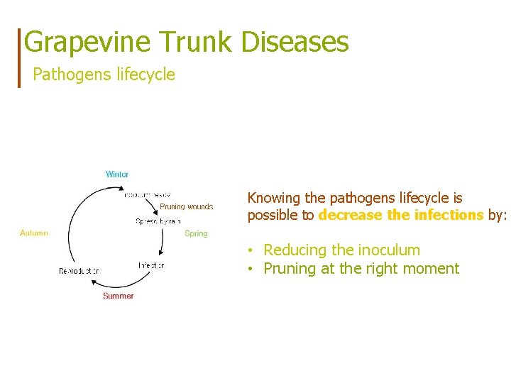 Grapevine Trunk Diseases Pathogens lifecycle Knowing the pathogens lifecycle is possible to decrease the