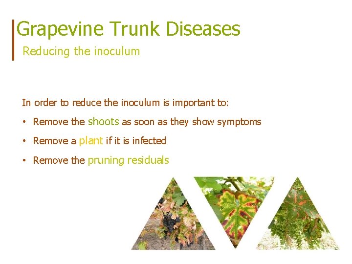 Grapevine Trunk Diseases Reducing the inoculum In order to reduce the inoculum is important