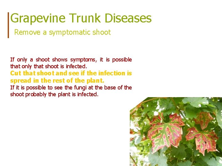 Grapevine Trunk Diseases Remove a symptomatic shoot If only a shoot shows symptoms, it