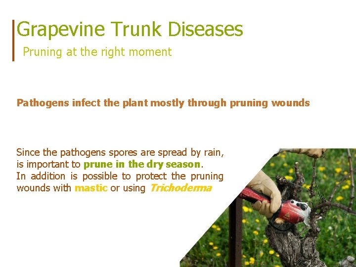Grapevine Trunk Diseases Pruning at the right moment Pathogens infect the plant mostly through